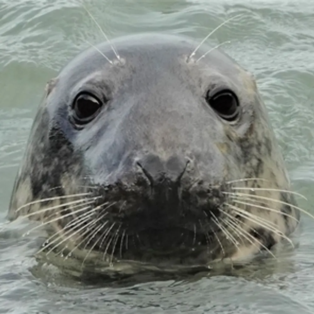 dampscot.bsky.social's profile picture