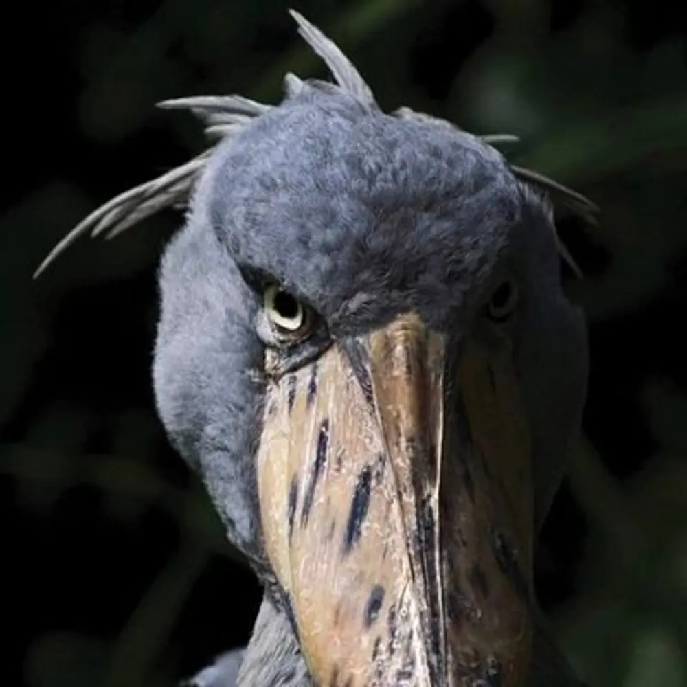 whosthedadaist.bsky.social's profile picture