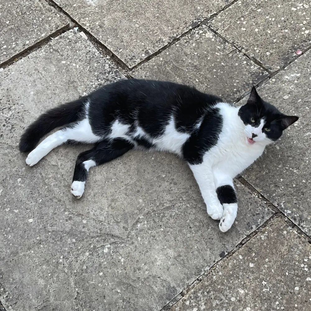 foxcubwendigo.bsky.social's profile picture