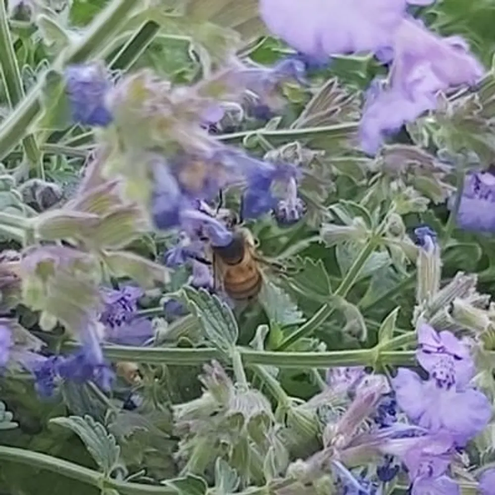 thomas-katzenminze.bsky.social's profile picture