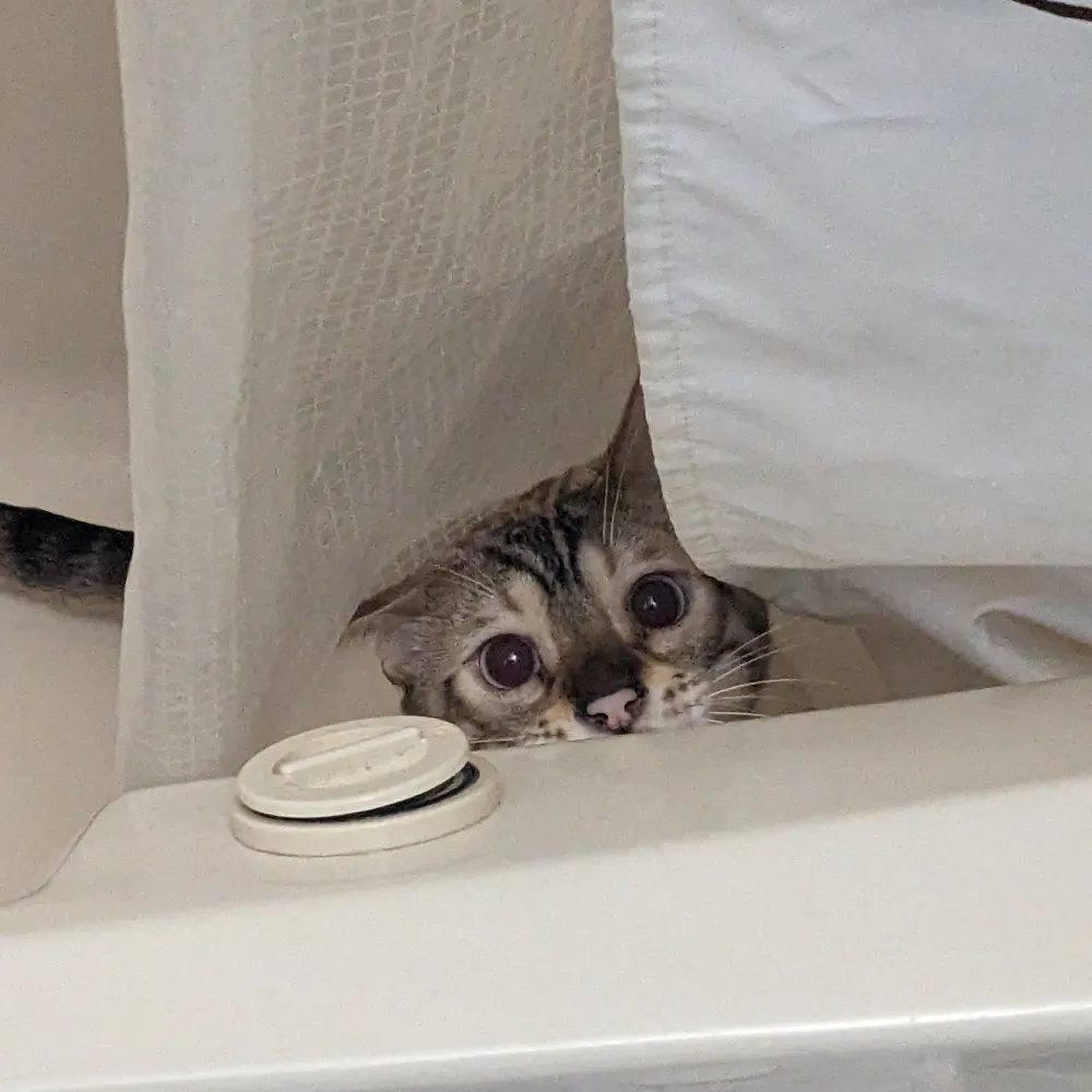 daddeh.bsky.social's profile picture