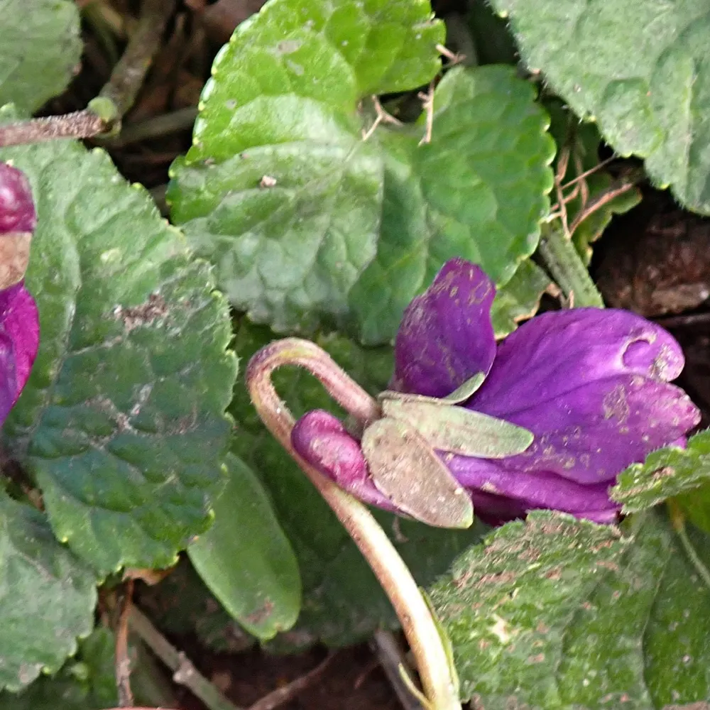 countessofcandy.bsky.social's profile picture