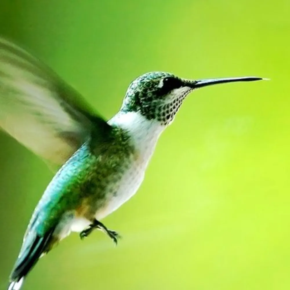 bambooshooti.bsky.social's profile picture