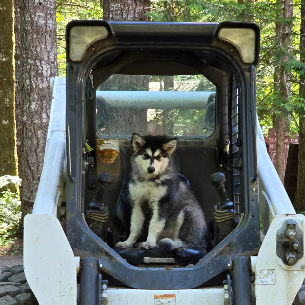 padenjs.bsky.social's profile picture