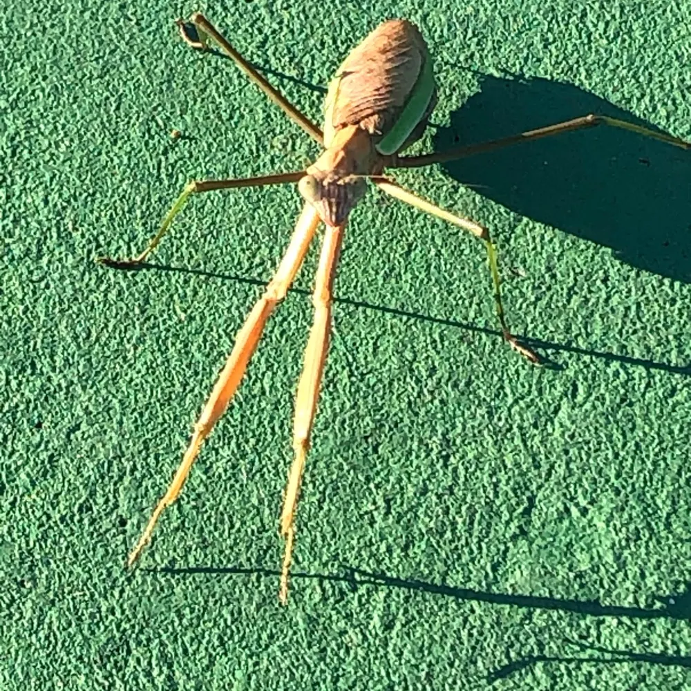 tomchilds.bsky.social's profile picture