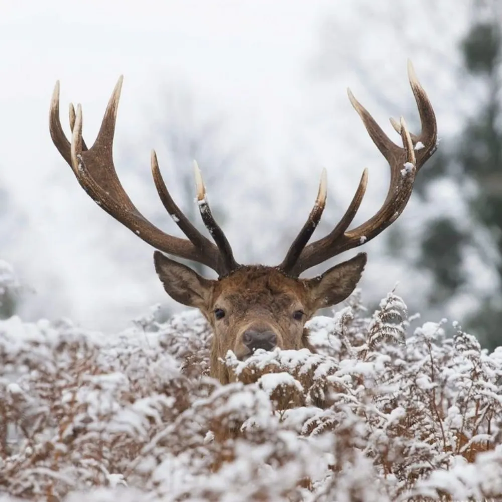 yaochipao.bsky.social's profile picture