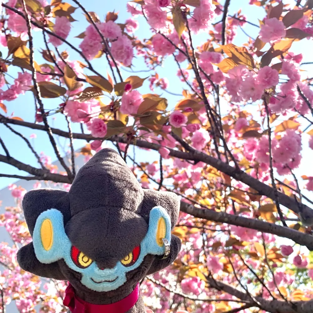 violaccnt.bsky.social's profile picture