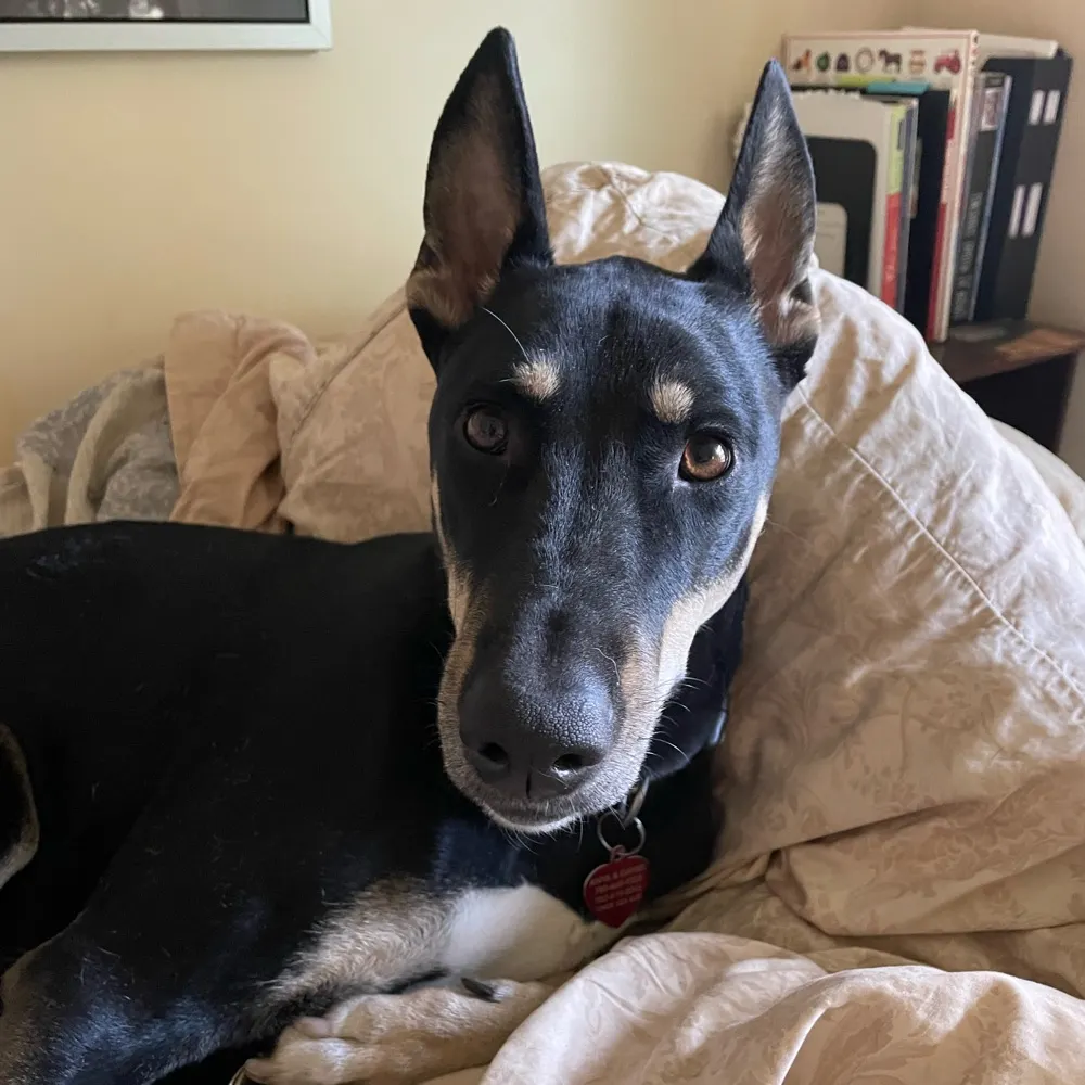 modaria.bsky.social's profile picture