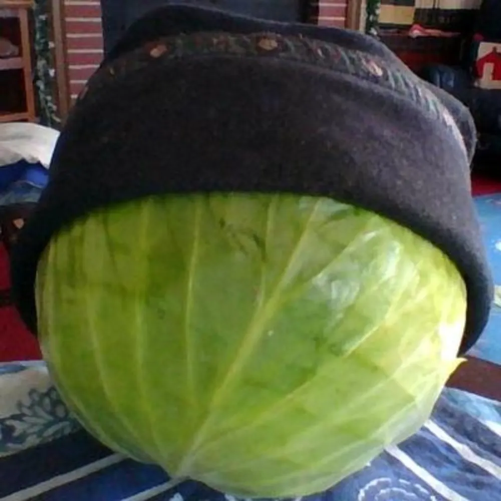 possiblecabbage.bsky.social's profile picture