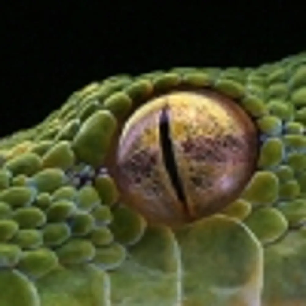 rokhal.bsky.social's profile picture