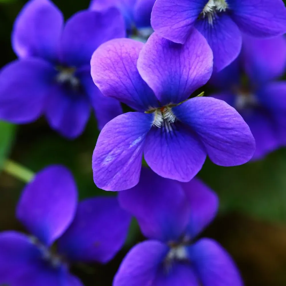 tallyannae.bsky.social's profile picture