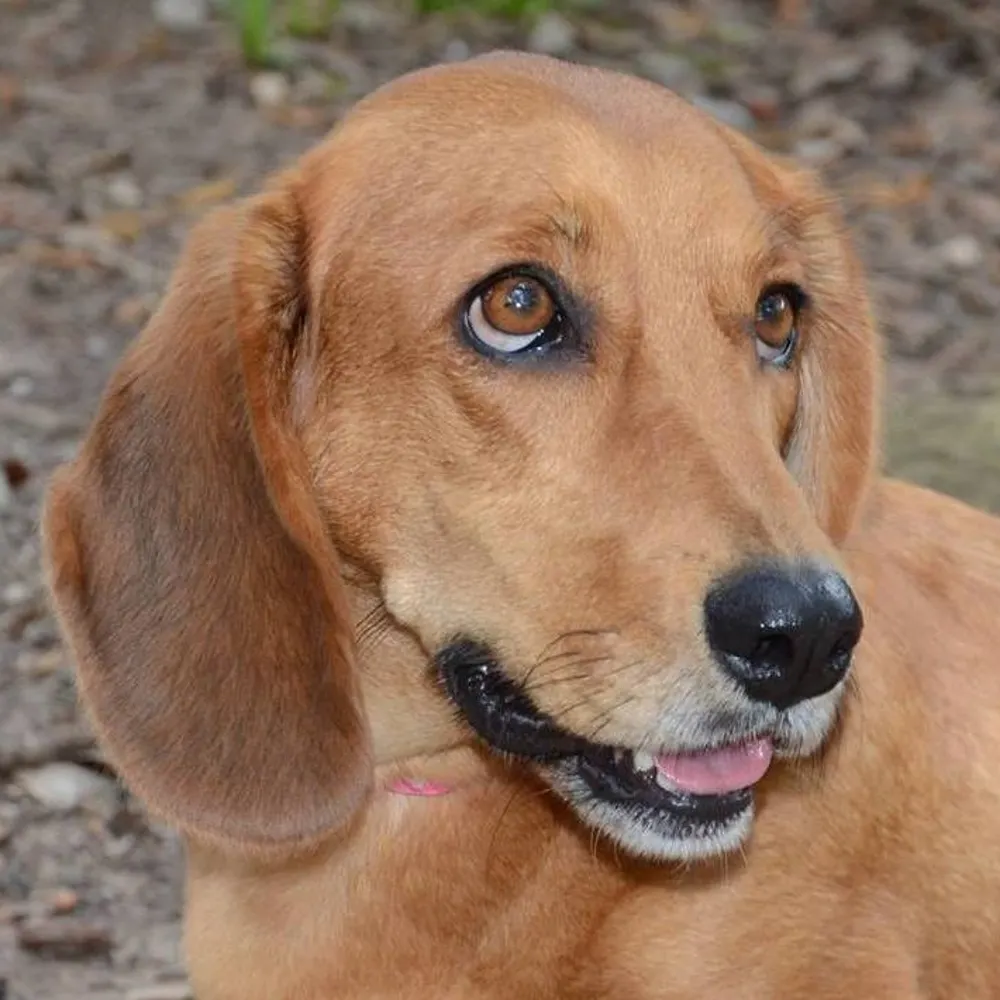 homewiththedog.bsky.social's profile picture