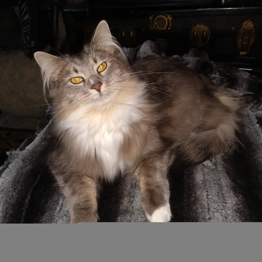 chumleemcpee.bsky.social's profile picture