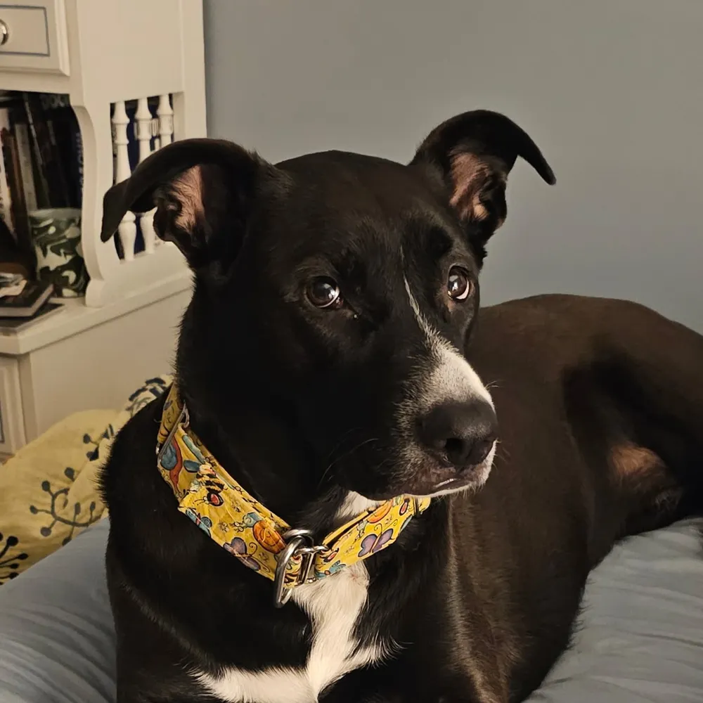 whatfreshhellnow.bsky.social's profile picture