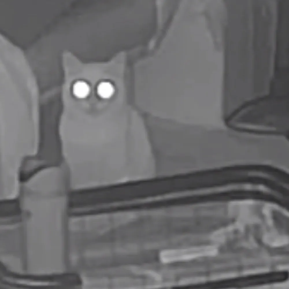 vegan-diet.bsky.social's profile picture