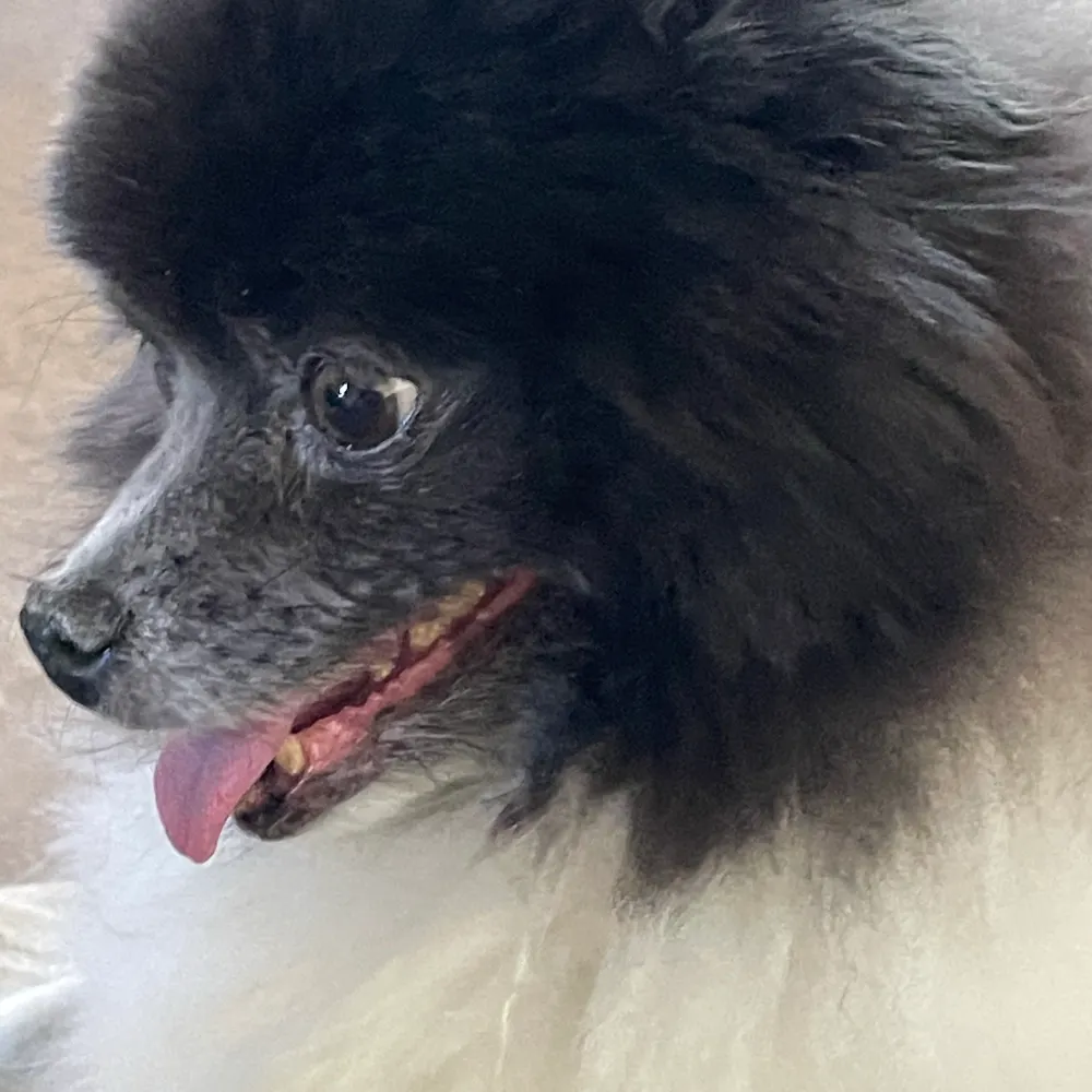 pomwhisperer.bsky.social's profile picture