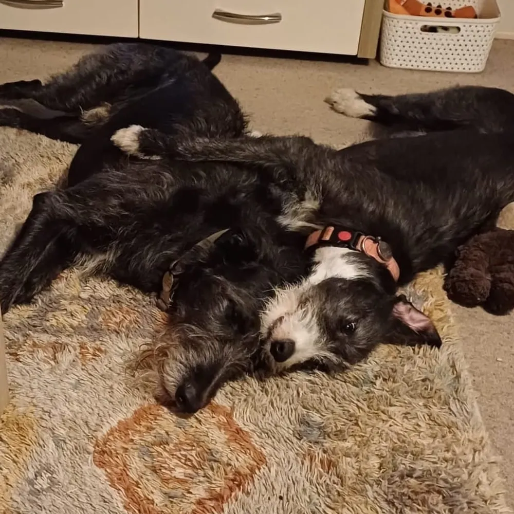 stothy.bsky.social's profile picture