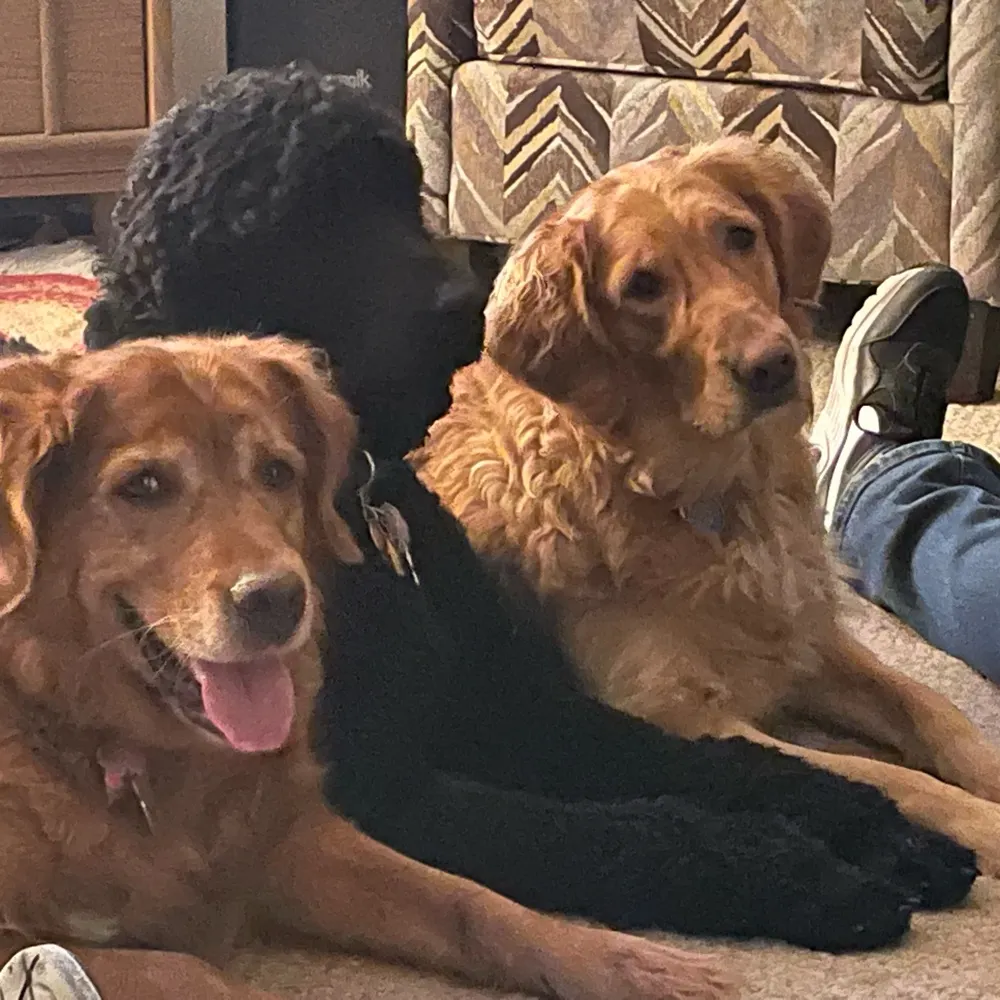 dinglegnard.bsky.social's profile picture