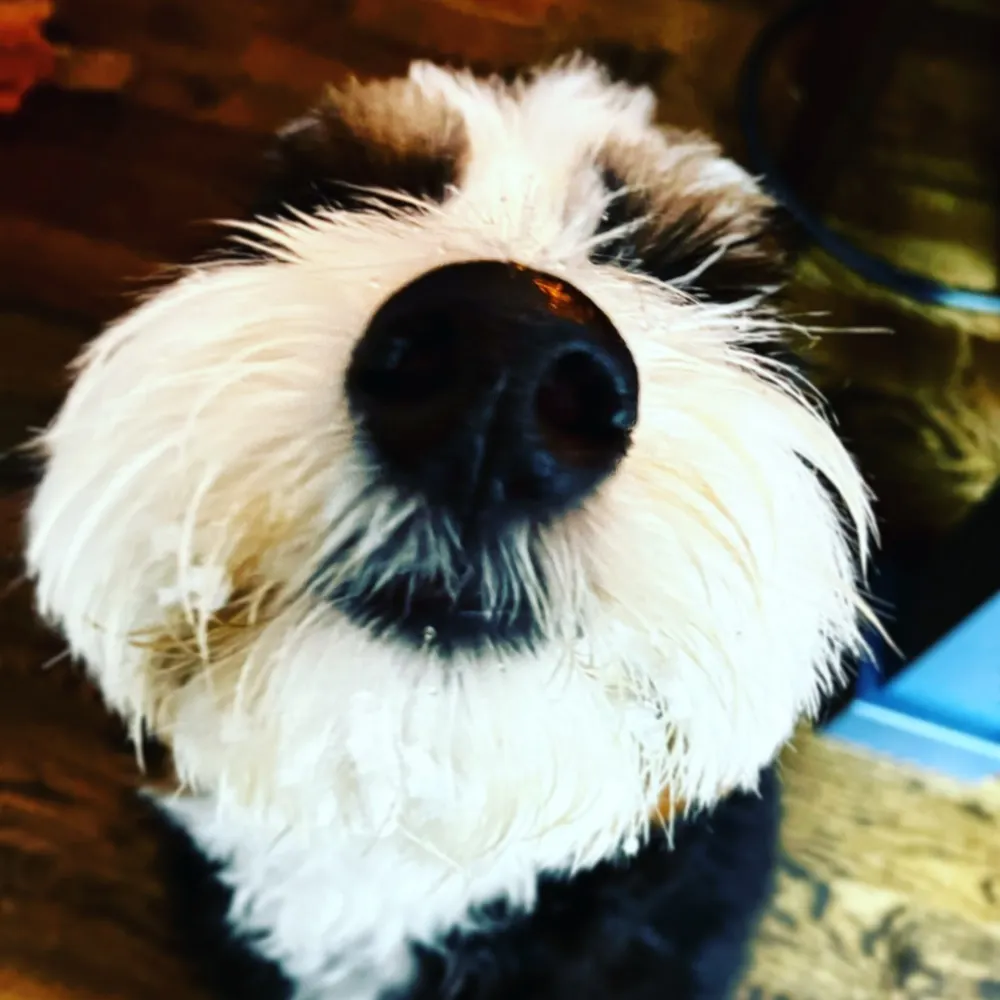 shashi1121.bsky.social's profile picture