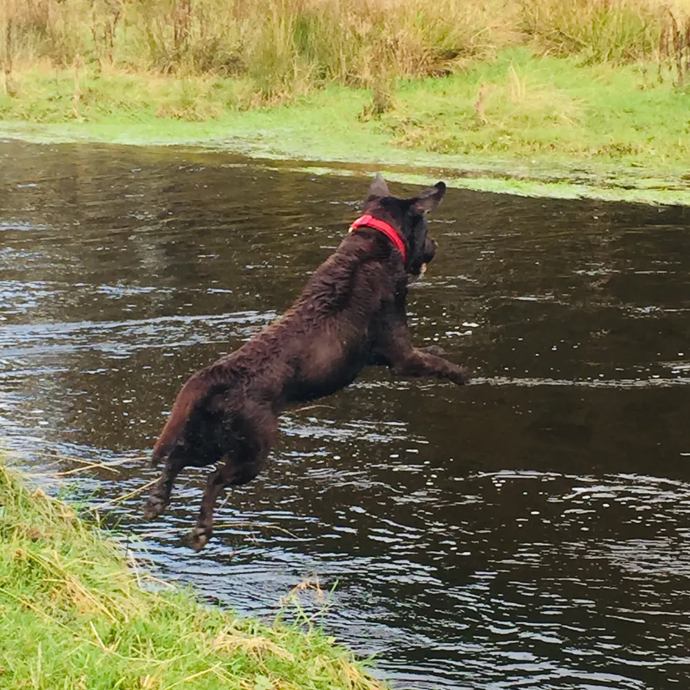 toonpack.bsky.social's profile picture