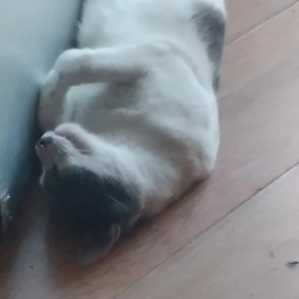 artiousspark.bsky.social's profile picture