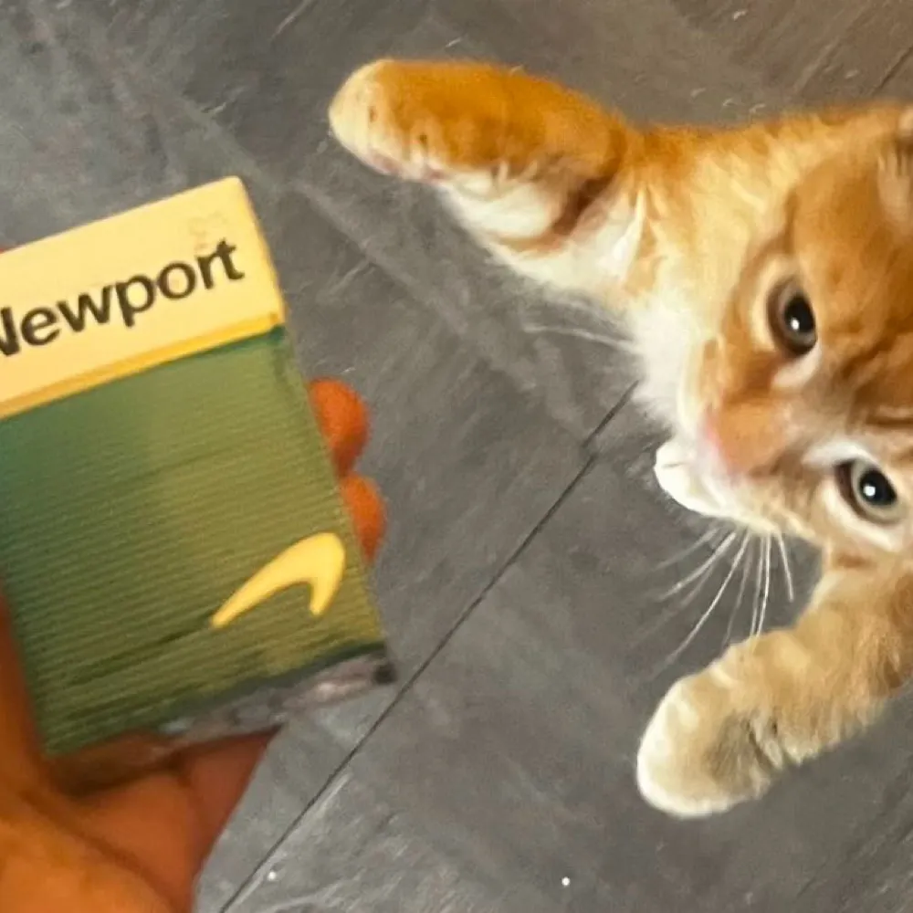 parliamentonline.bsky.social's profile picture