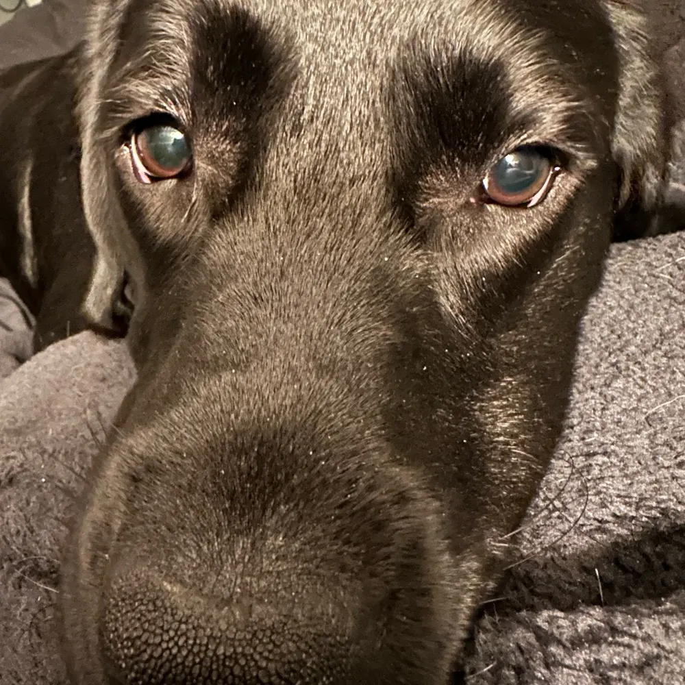 padoomamethod.bsky.social's profile picture