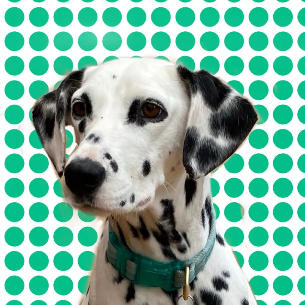 pupfiction.bsky.social's profile picture