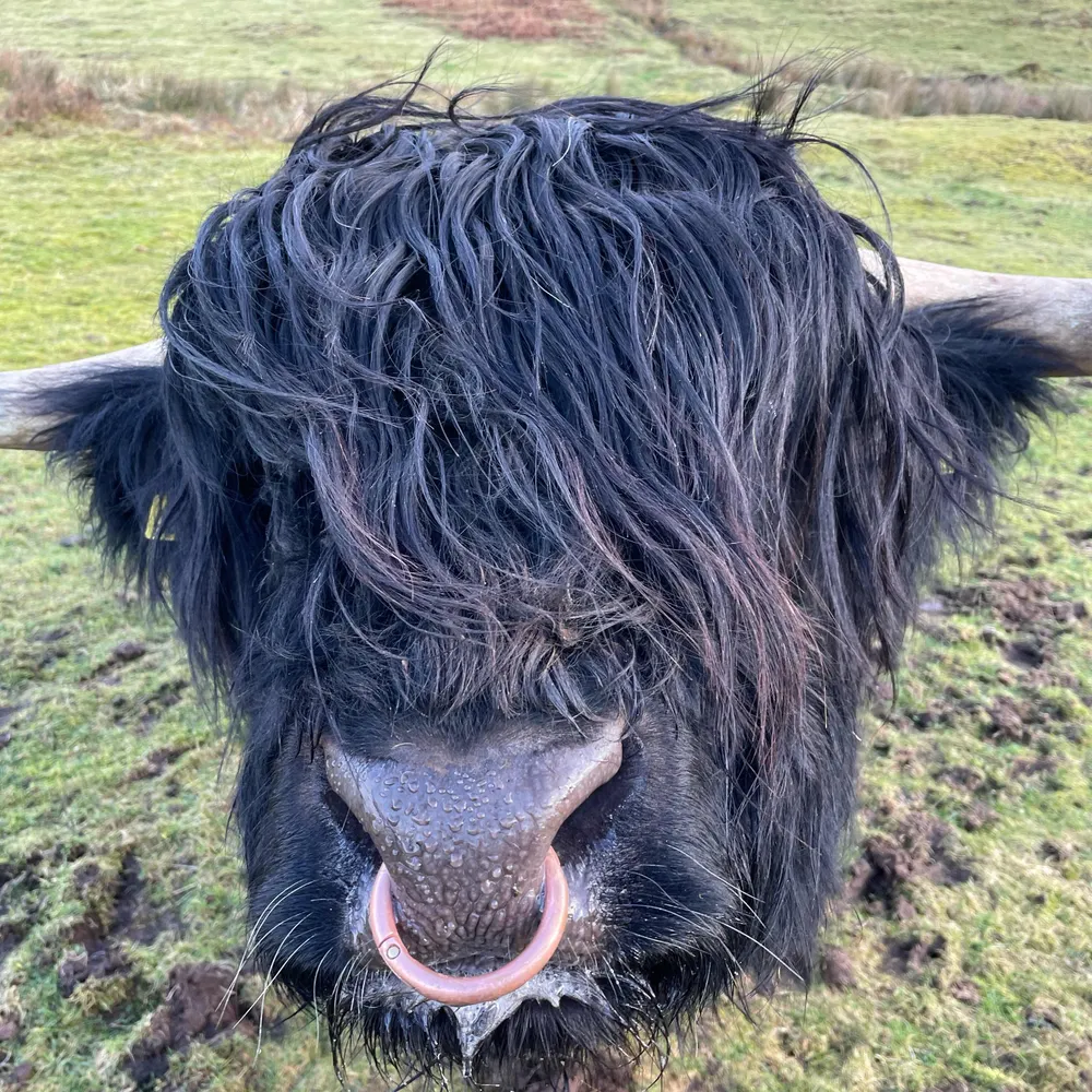 rhinestonebrowboy.bsky.social's profile picture