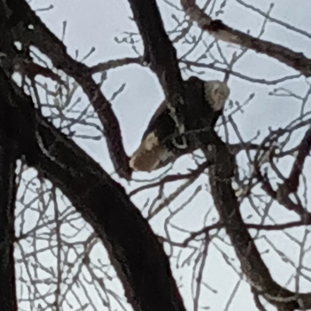 brettbbl.bsky.social's profile picture