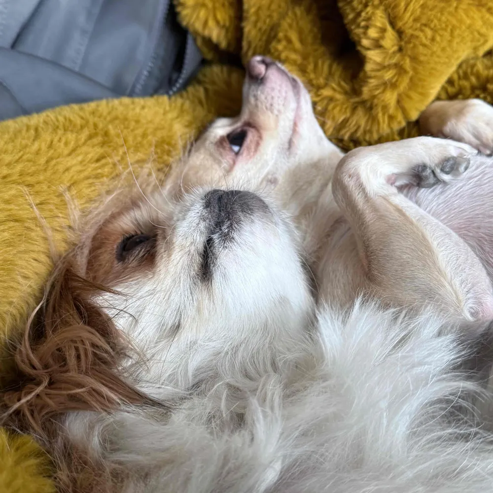 perovskite.bsky.social's profile picture