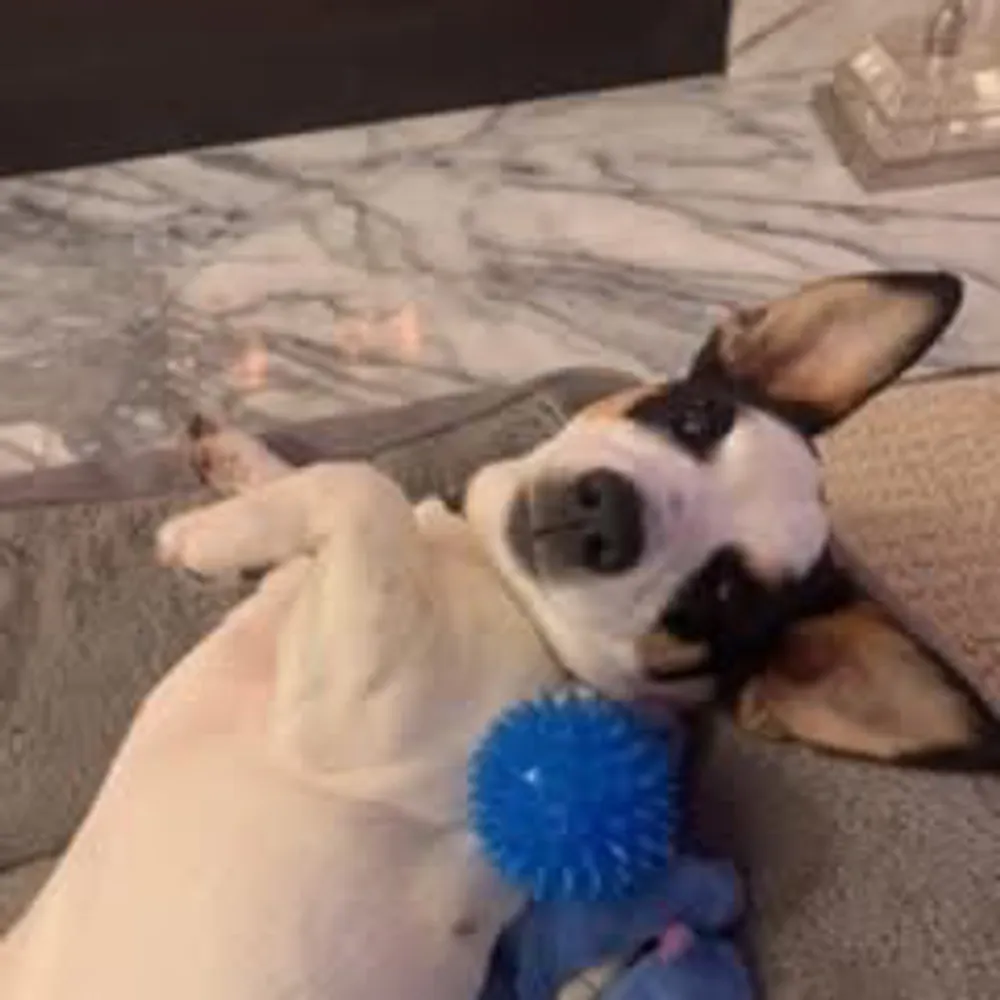 thebeallcurve.bsky.social's profile picture