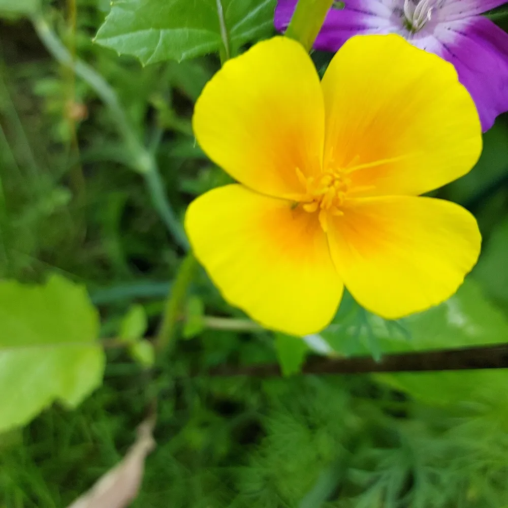 gutedel.bsky.social's profile picture