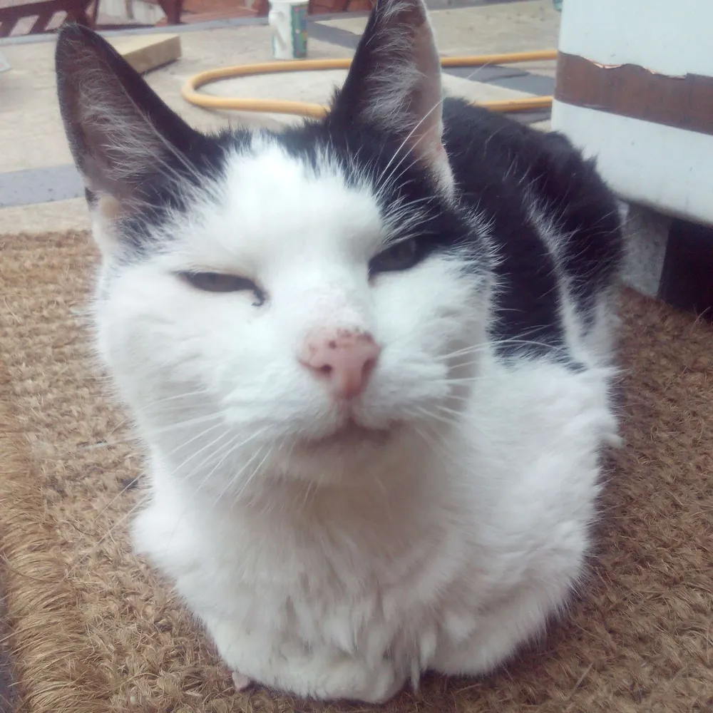 cattlebat.bsky.social's profile picture