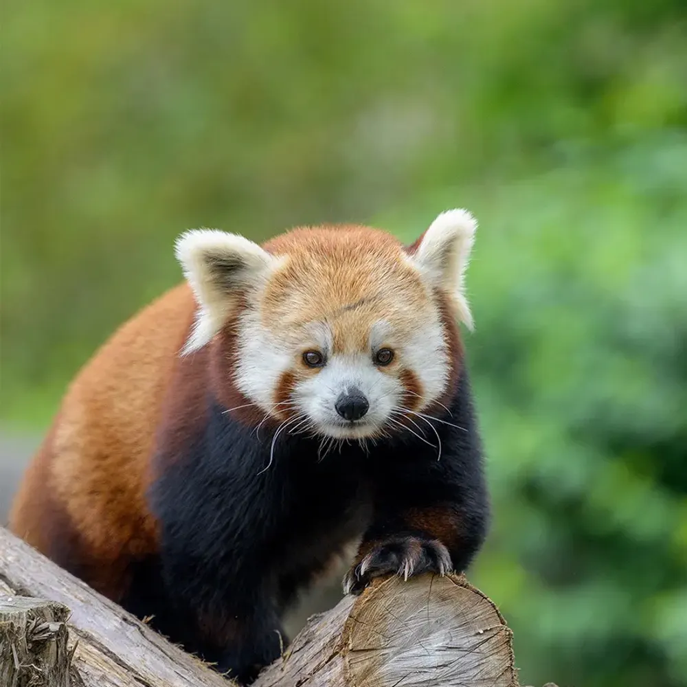 electroshadow.bsky.social's profile picture