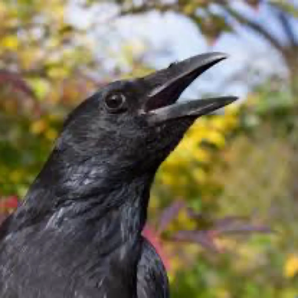 poorcrow.bsky.social's profile picture