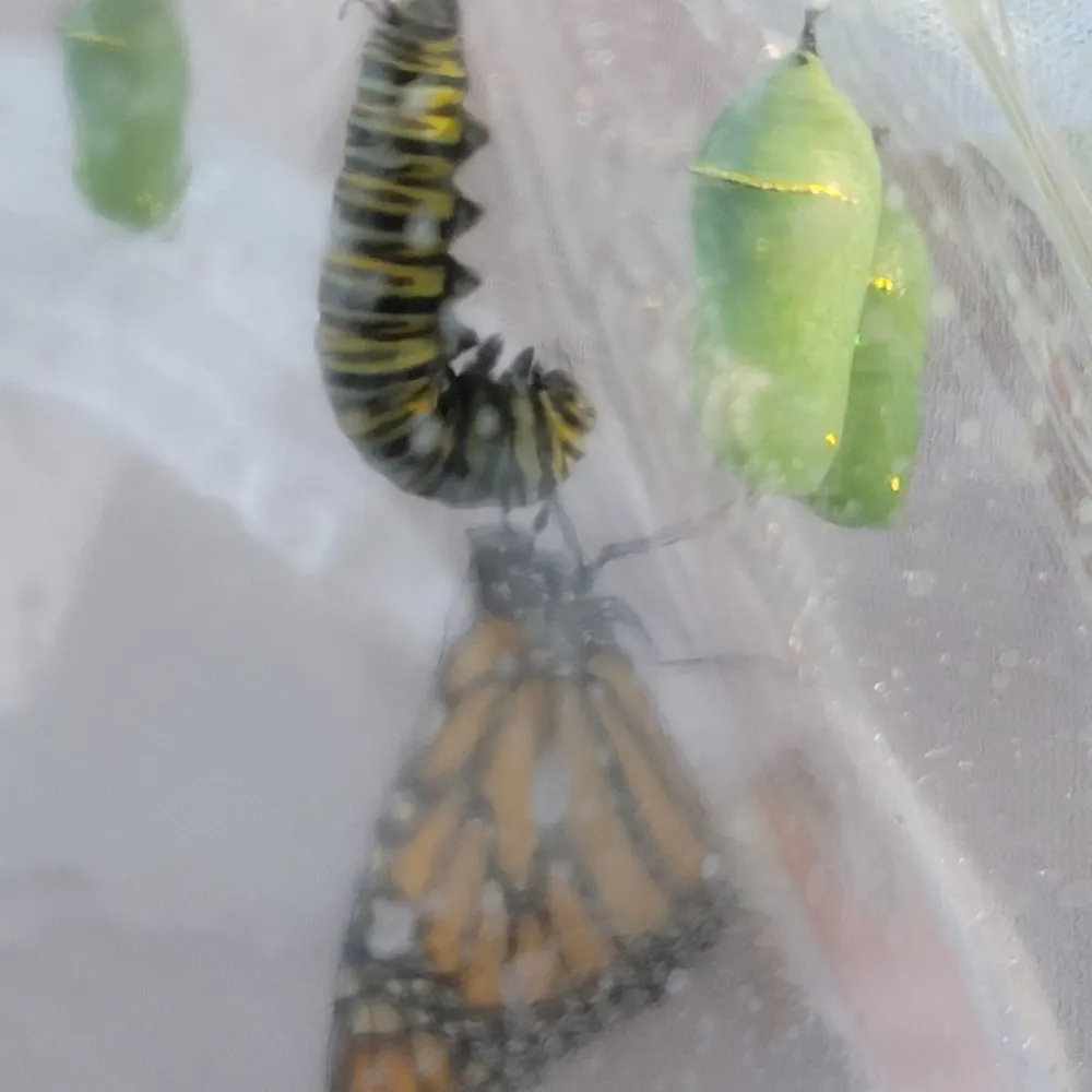 gardengirllisa.bsky.social's profile picture