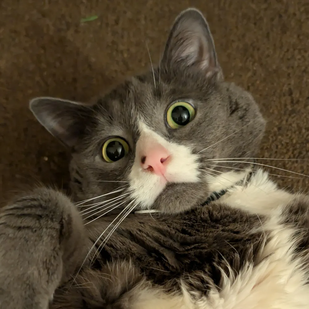 spincreep.bsky.social's profile picture