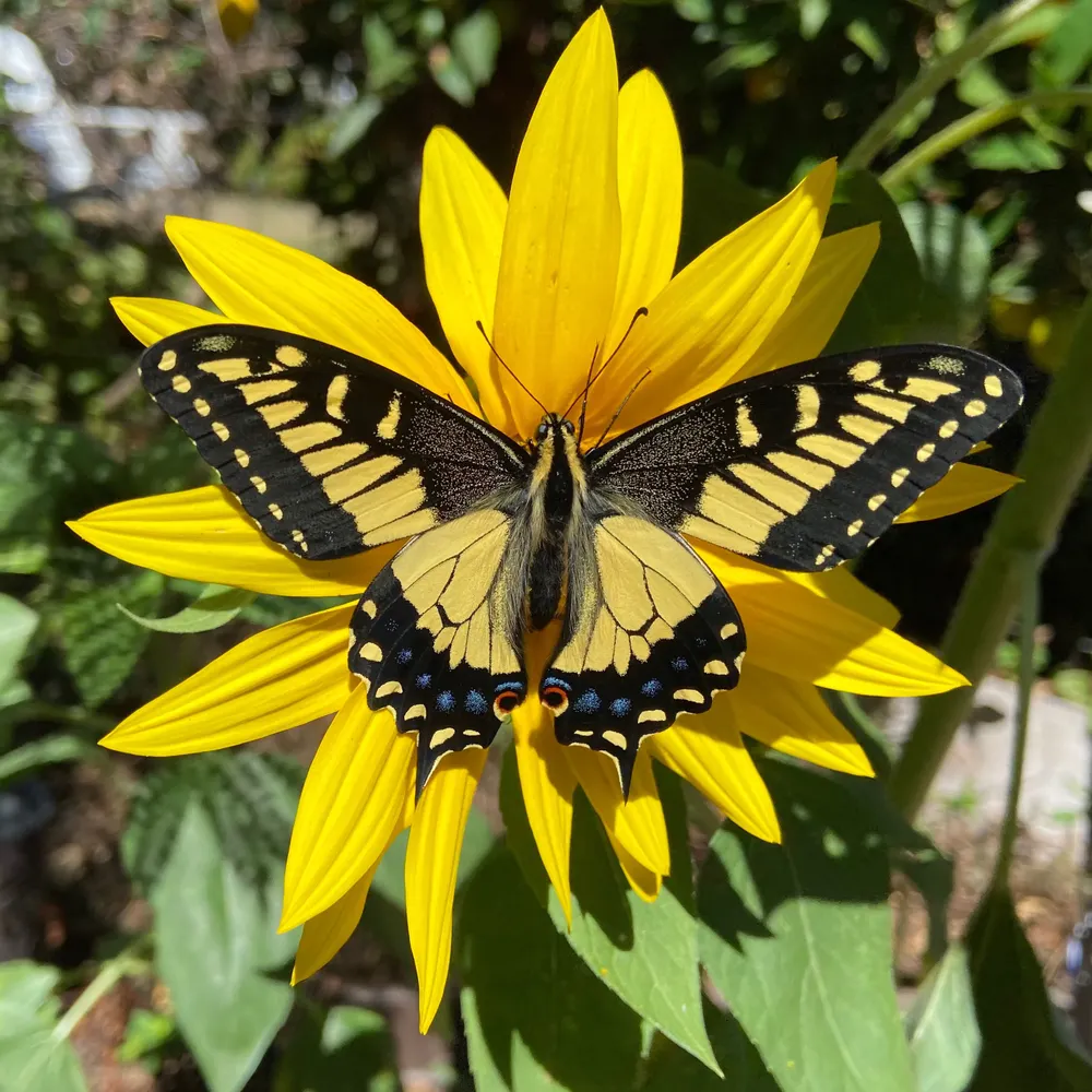 nhallerwilson.bsky.social's profile picture