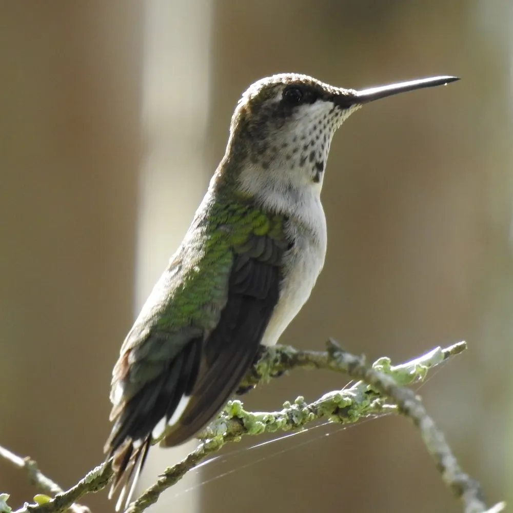 christinekooi.bsky.social's profile picture