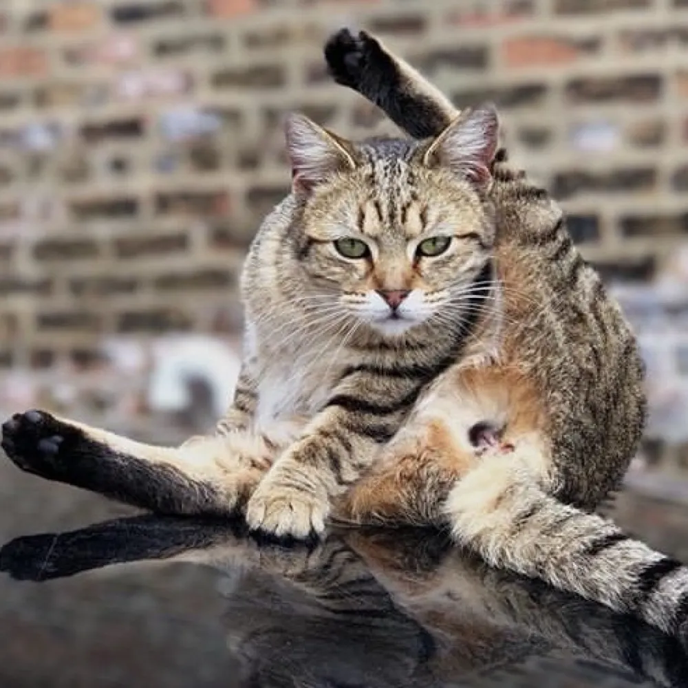 greybabyhair.bsky.social's profile picture