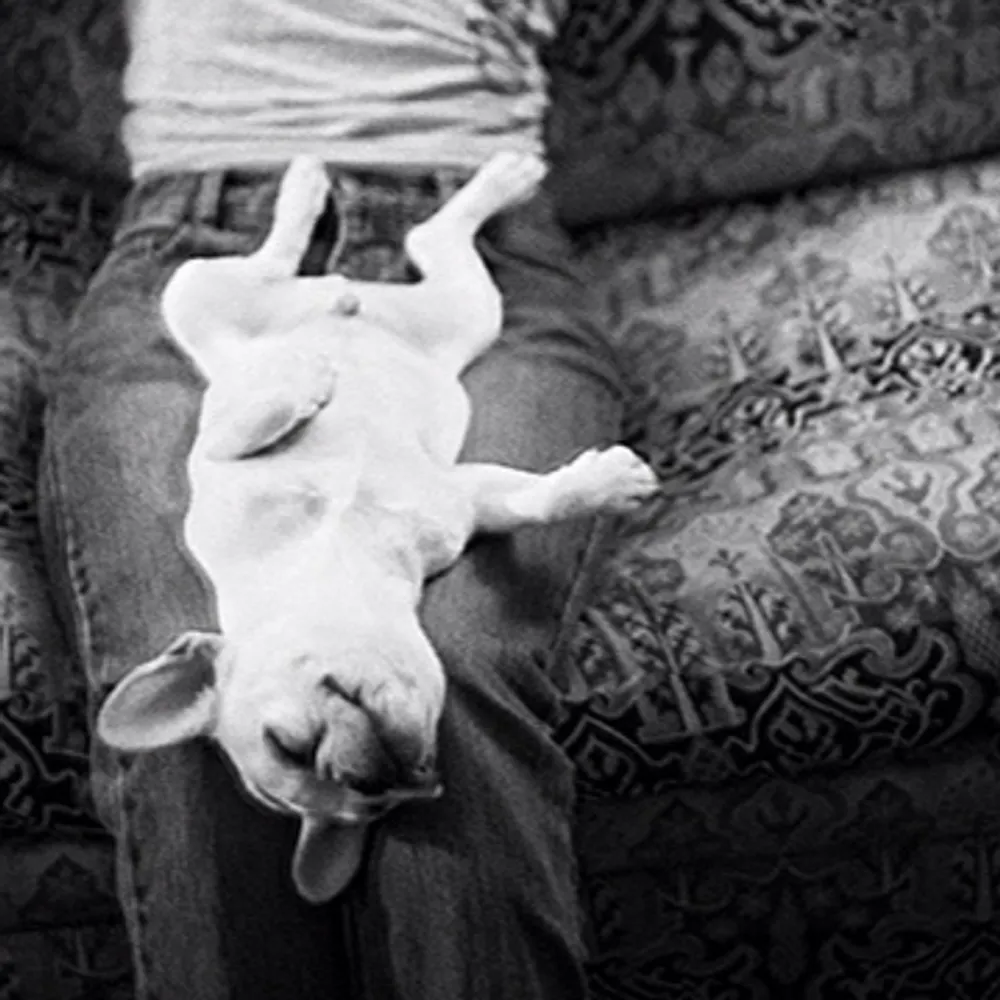 gothamgargoyle.bsky.social's profile picture