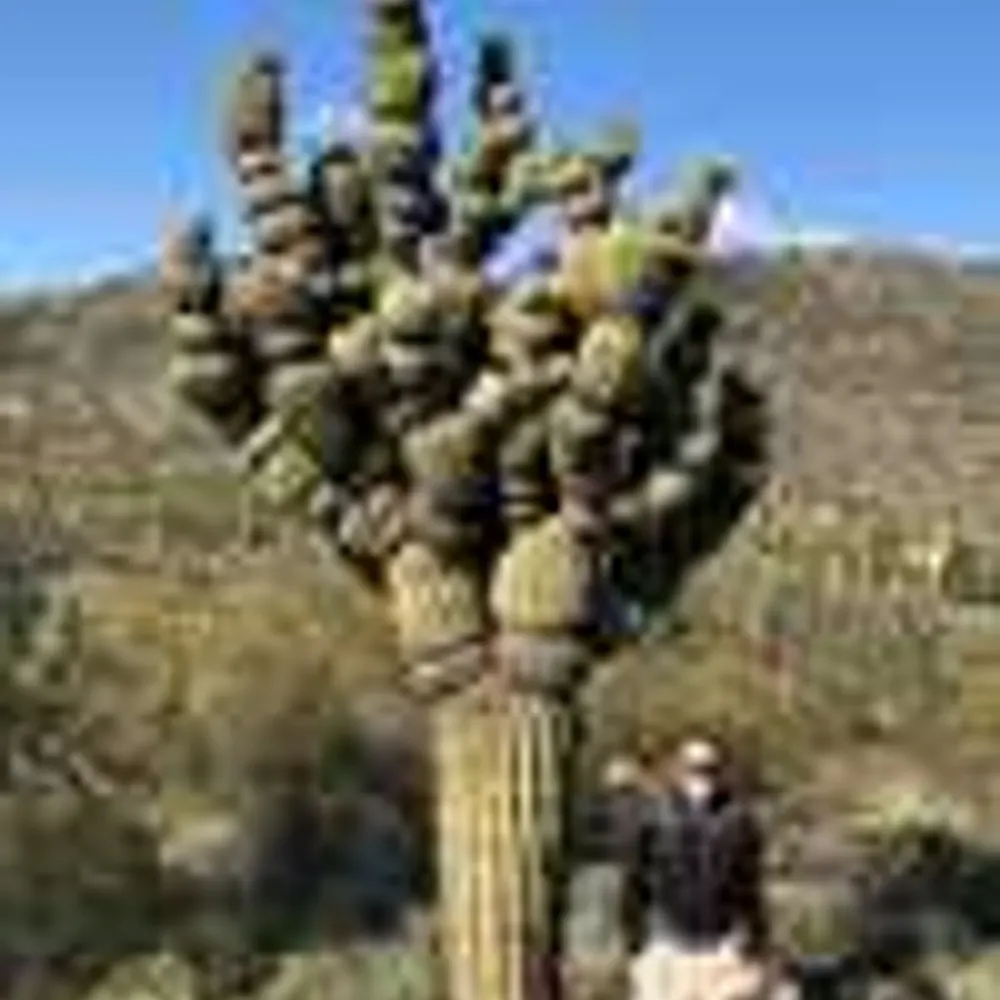 belcaro.bsky.social's profile picture