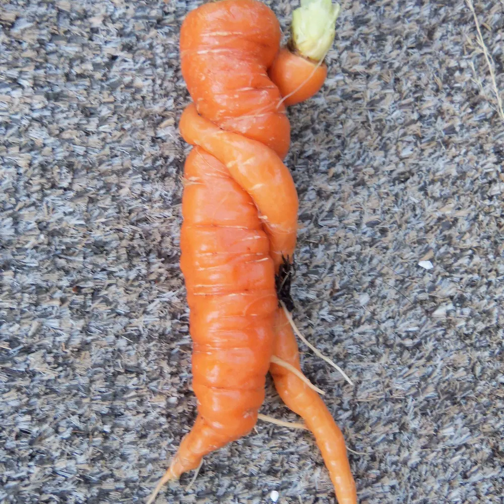 prayingforrain.bsky.social's profile picture