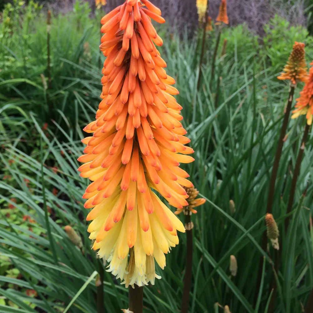 rationalpear.bsky.social's profile picture