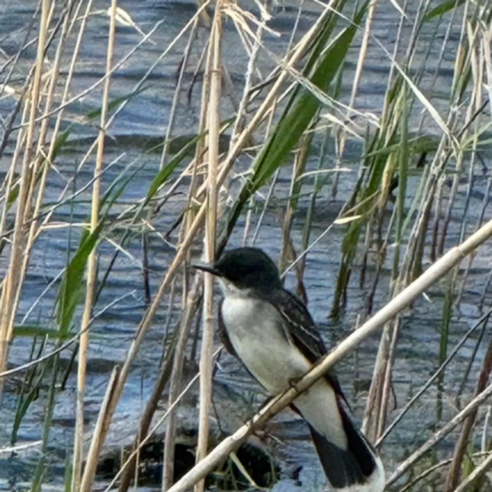 deannyg.bsky.social's profile picture