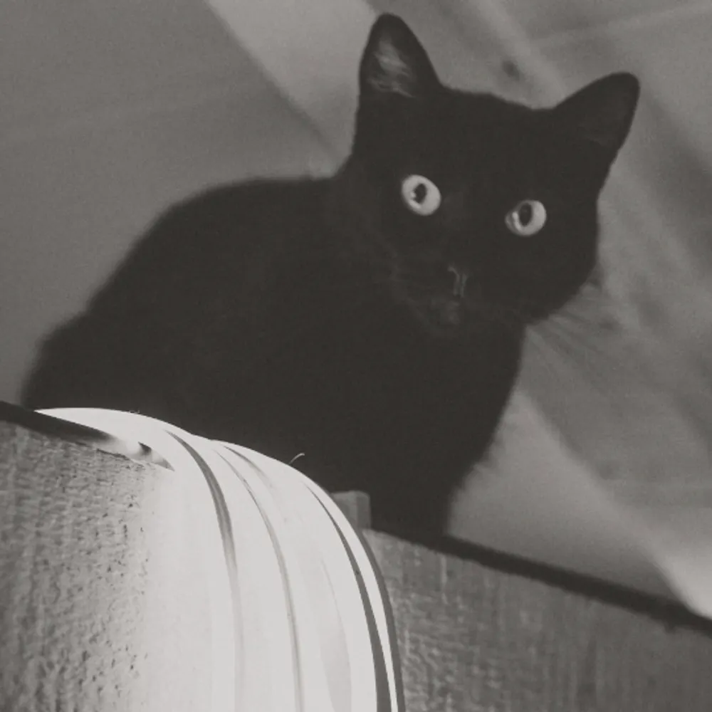 chanarrrrrh.bsky.social's profile picture