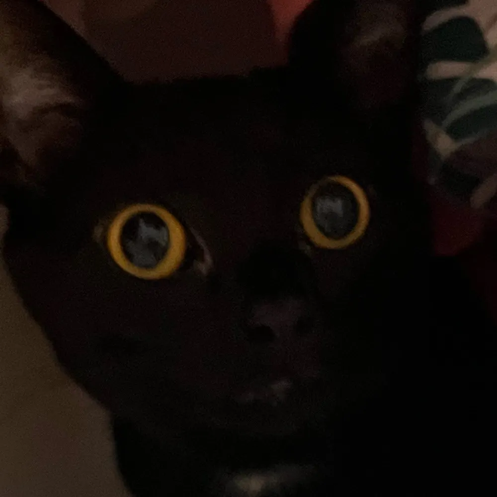 brookebee.bsky.social's profile picture