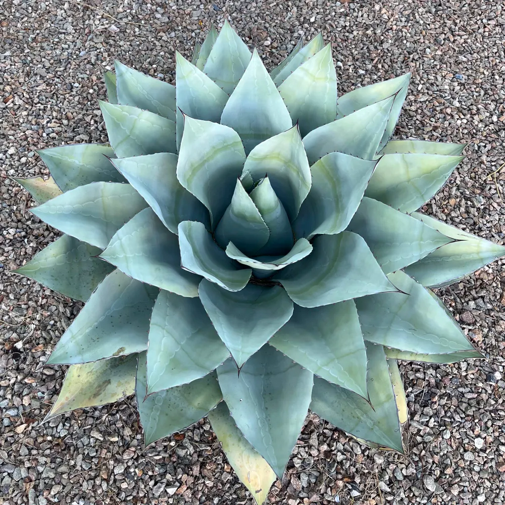 shep-shepy.bsky.social's profile picture