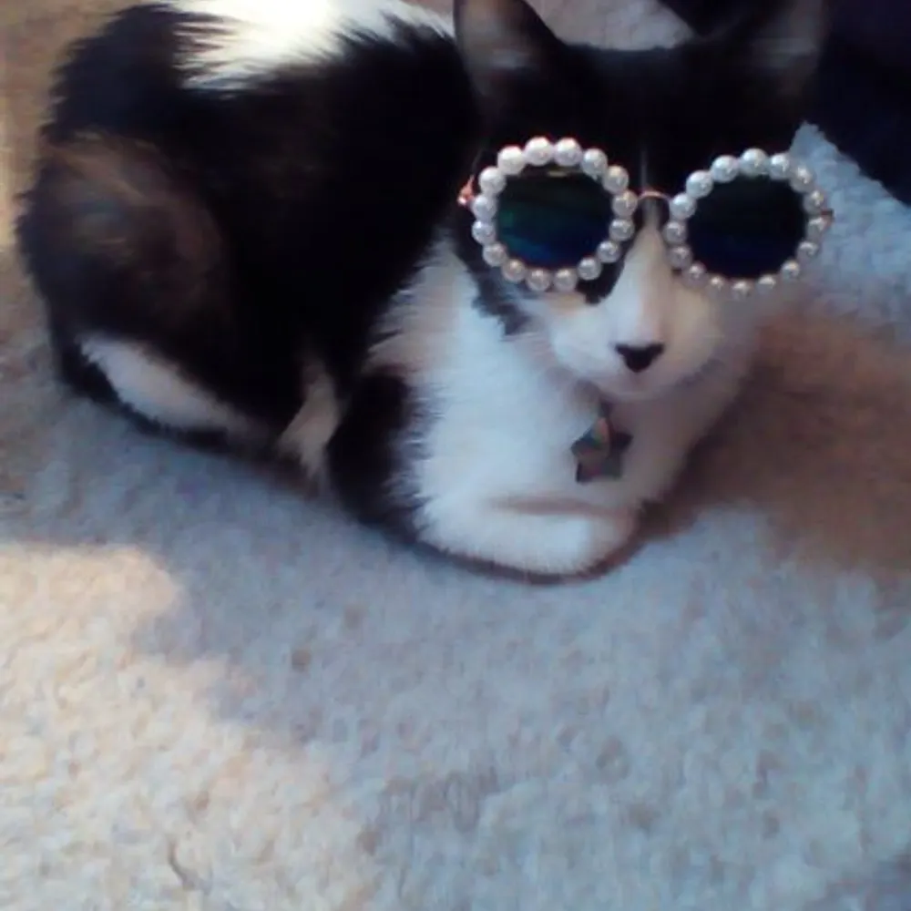 kattgoddess.bsky.social's profile picture